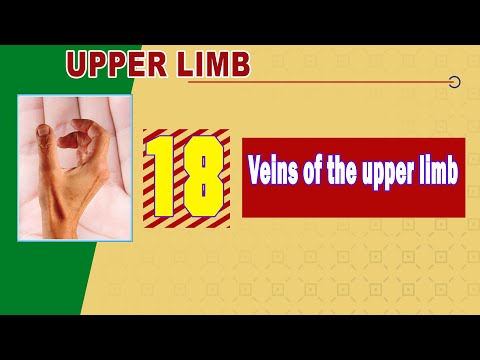 𝟏𝟖. 𝐕𝐞𝐢𝐧𝐬 𝐨𝐟 𝐭𝐡𝐞 𝐮𝐩𝐩𝐞𝐫 𝐥𝐢𝐦𝐛 🔵 (أوردة الطرف العلوي)
