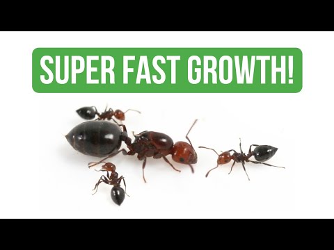 Come Prendersi Cura di Crematogaster Scutellaris