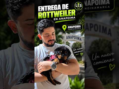 Así fue la entrega de esta hermosa cachorra Rottweiler en  Anapoima, #mascotas #rottweiler