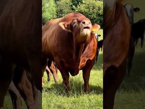 SILOS BOZORI and ADHAMBOY UZ