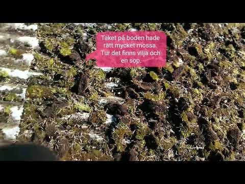 Sopar bort mossa från eternittaket på boden