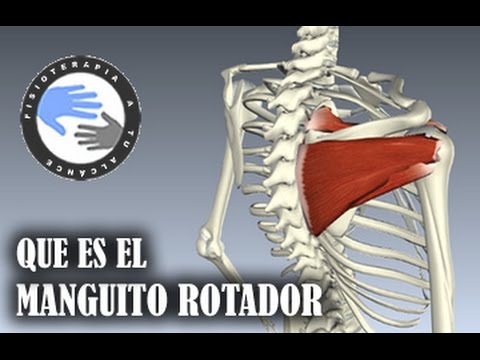 Que es el manguito rotador