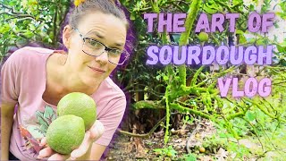 Sourdough Impatience & Mellow Waiting | Homestead Vlog | Hamakua Homestead