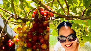 Grapes farm ,Swan valley, Grapes picking, Australian grapes farm, ഒരു ഓസ്ട്രേലിയൻ മുന്തിരി തോട്ടം