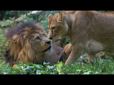 Leeuw | Burgers' Zoo in Arnhem