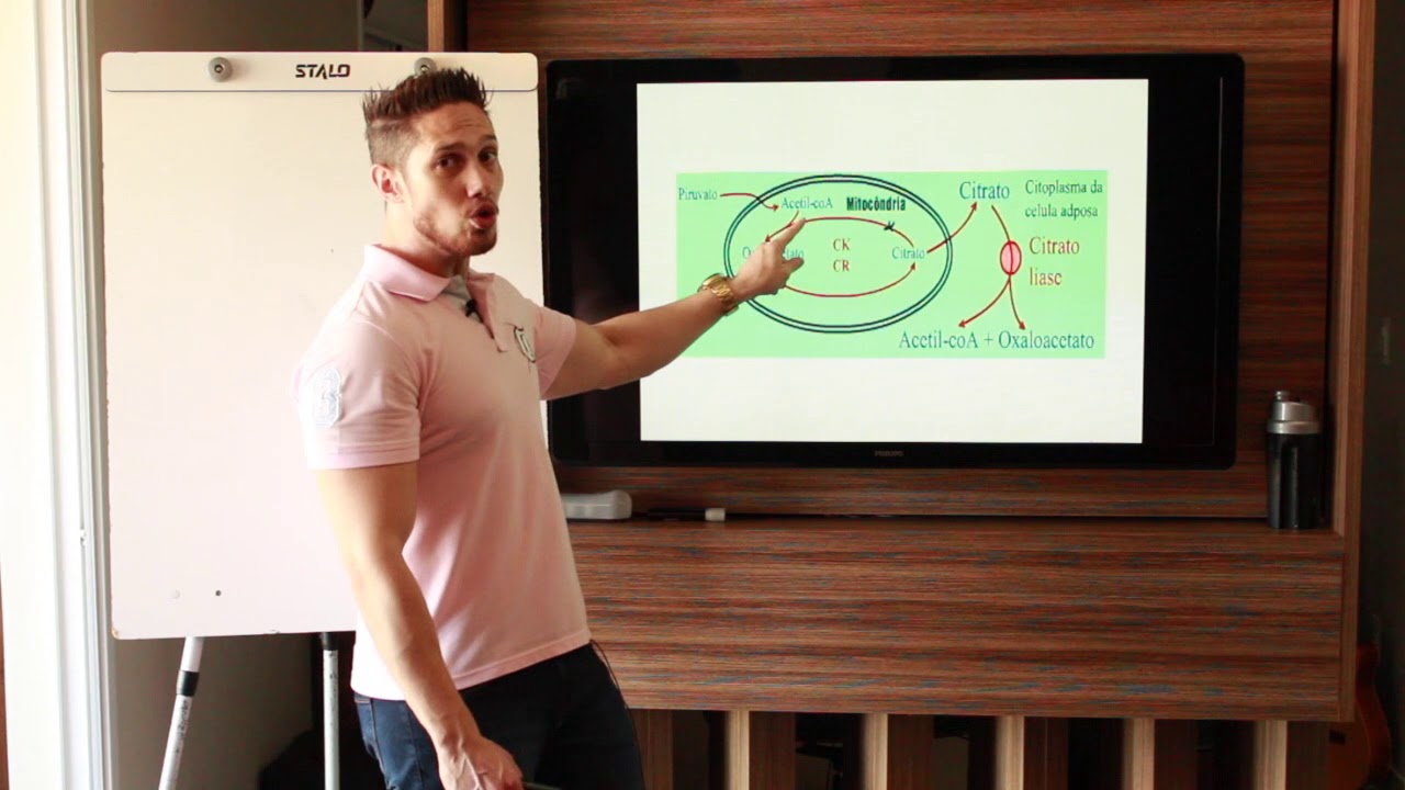 Lipogênese - síntese de gorduras