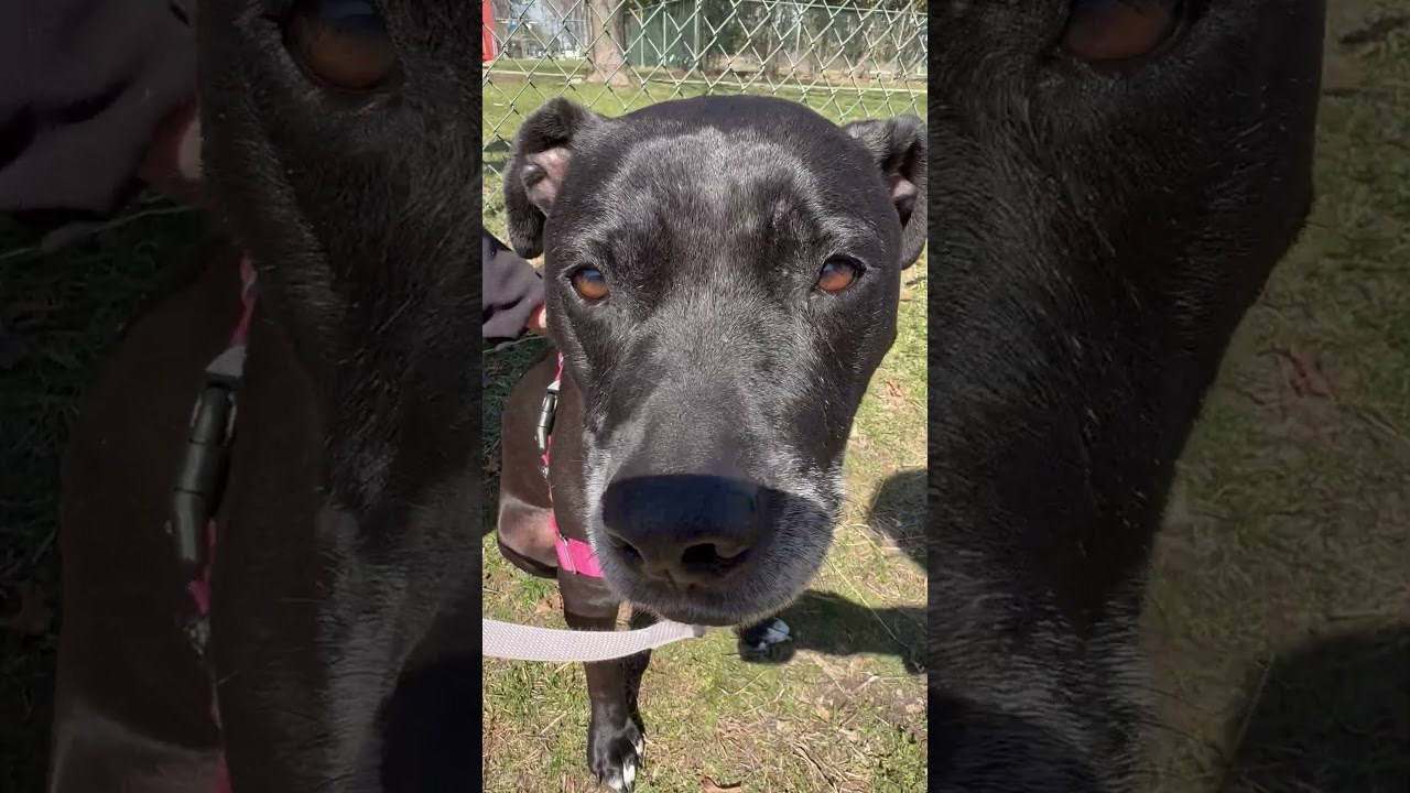 Izzy-Loving, gentle, chill girl, a ADOPTABLE mixed breed in Oshkosh, WI video 4/6