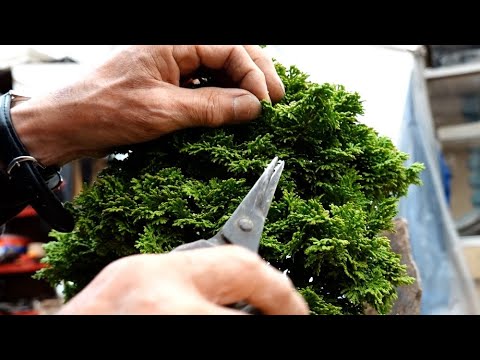 小貝ヒノキ 植物