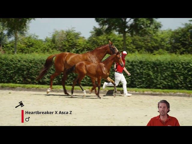 Holy Moly v/h Gouden Bit Z