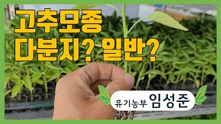 다분지 고추모종과 일반 고추모종의 차이