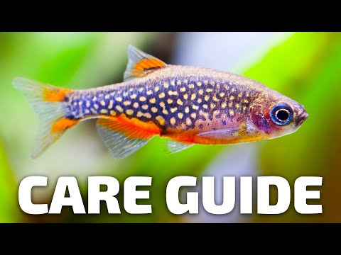 Care Guide for Celestial Pearl Danios - Aquarium Co-Op