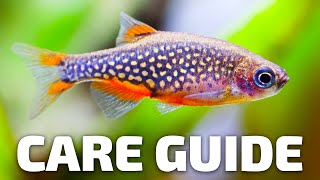Care Guide for Celestial Pearl Danios - Aquarium Co-Op