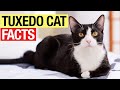 13 Amazing Facts About Tuxedo Cats