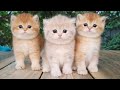 Three Little Teddy Kittens Cutest Baby British Kittens