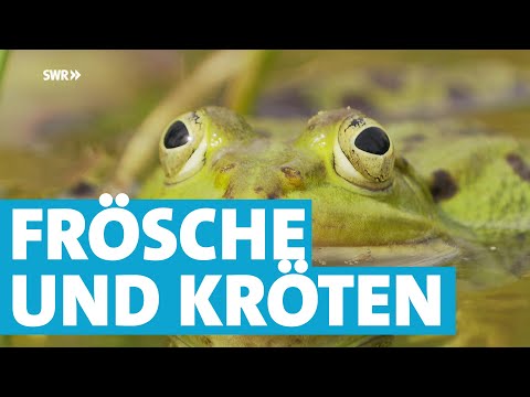 Warum Frösche und Kröten vom Aussterben bedroht sind