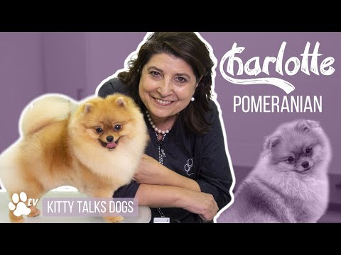 Kitty Talks Dogs: grooming Charlotte the Pomeranian | TRANSGROOM