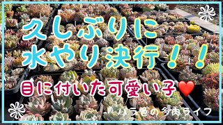 【多肉植物】【ガーデニング】久しぶりに水やり決行！！目に付いた可愛い子❤️
