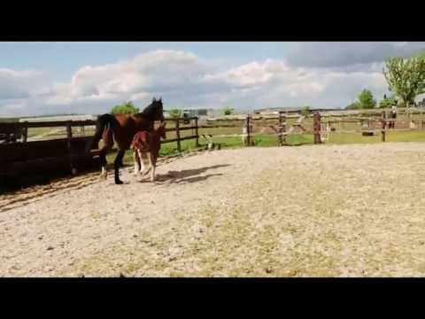 TO THE POINT PS Z (2 day old)