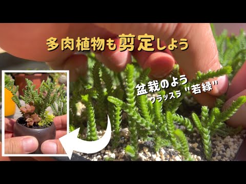 園芸 クラッスラ仏陀寺院