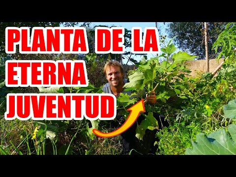 LA PLANTA DE LA ETERNA JUVENTUD