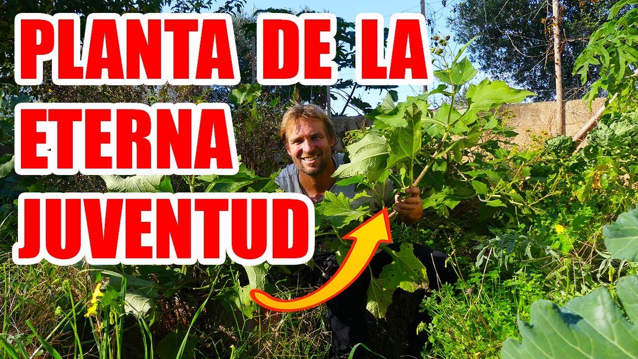 LA PLANTA DE LA ETERNA JUVENTUD