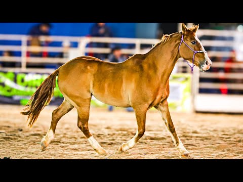 FINAL IN CUTIANO - PROMISSION Rodeo 2025 (Official 4K)
