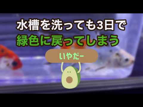 コチニールを完全に除去するにはどうすればよいでしょうか?効果的な6つの自然なヒント!  庭園