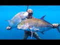 INDO TALES EPISODE 1 Double Blufin Trevally And Cooking Octopus