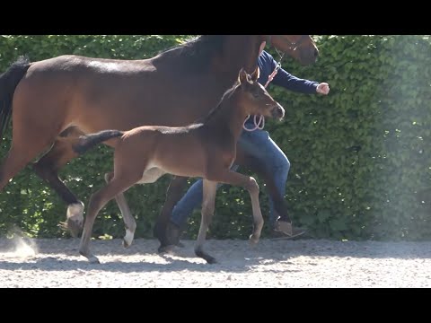 *2022 Stute von Bellany - Rock Forever