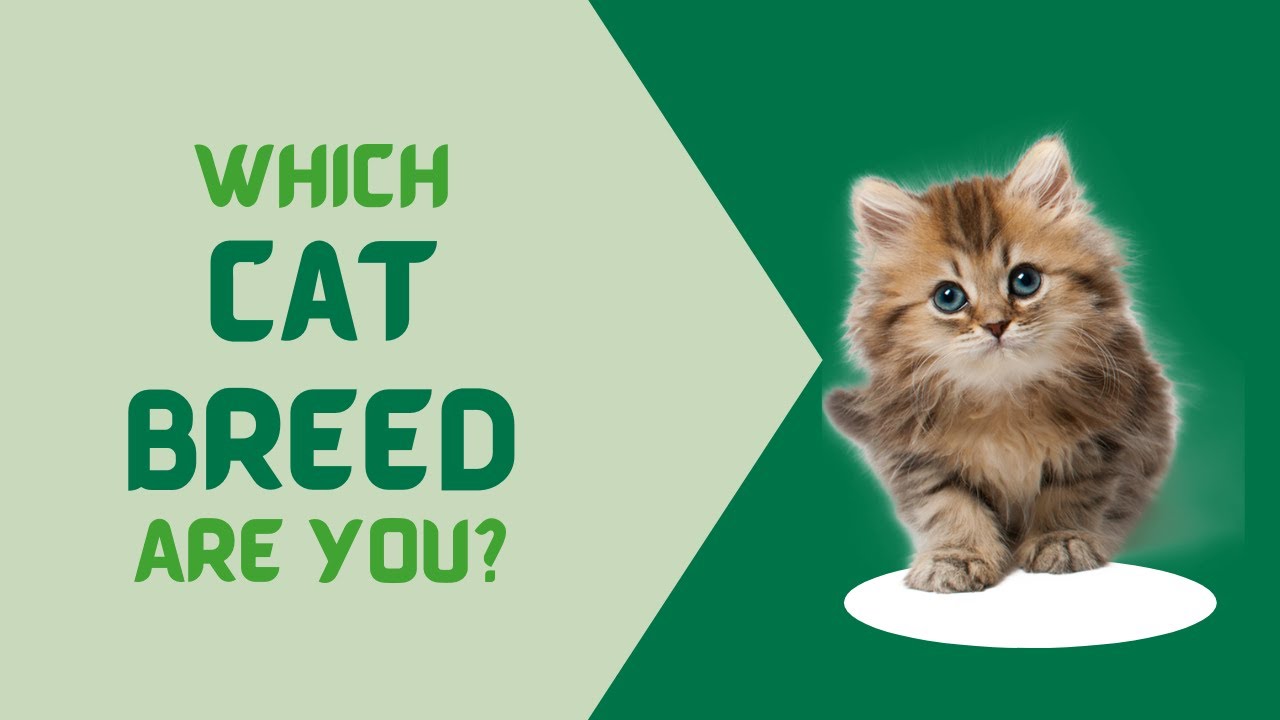 Which cat breed are you? (Personality Test)