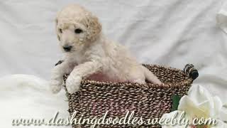 PuppyFinder.com : FEMALE GOLDENDOODLE