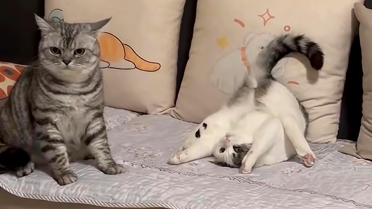 Cats Doing Weird Things