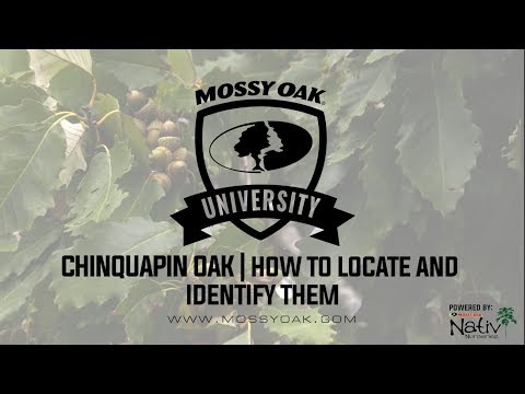 Chinquapin Oak - How to Locate and Identify Video