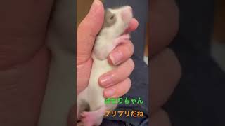 うちの子ラット【ファンシーラット】