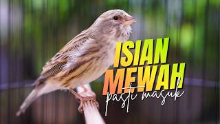 Download lagu MATERI MEWAH mudah DITIRU! Masteran Kenari Isian Blackthroat GACOR PALING AMPUH mp3
