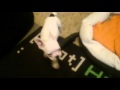 French Bulldog BoBiras vs sleepers