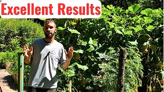 Get MORE TOMATOES When You Prune Like This - Complete Pruning Guide