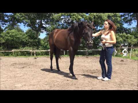 Coras Entwicklung : Wie alles angefangen hat