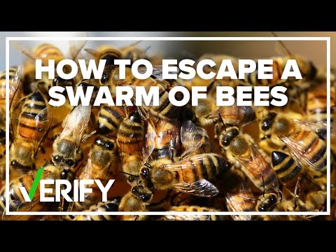No, jumping into water won't help you escape a swarm of bees | VERIFY