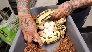 Removing Eggs From Snake MoM!! Must Watch!!