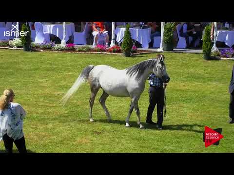 N.43 EMIRZO - Strohen 2018 C European