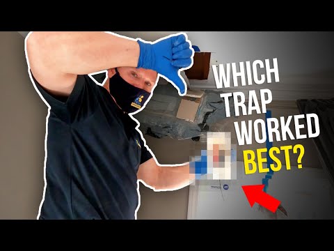 TOMCAT rat trap vs VICTOR rat trap...catching a MASSIVE rat!