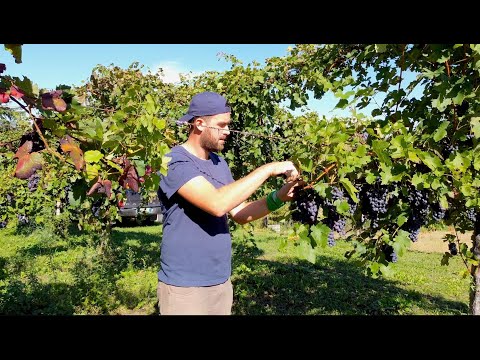 VENDEMMIA 2020: com'è andata?