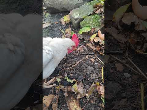 4つの簡単なステップで冬に鶏に卵を産ませるにはどうすればよいですか?  庭園