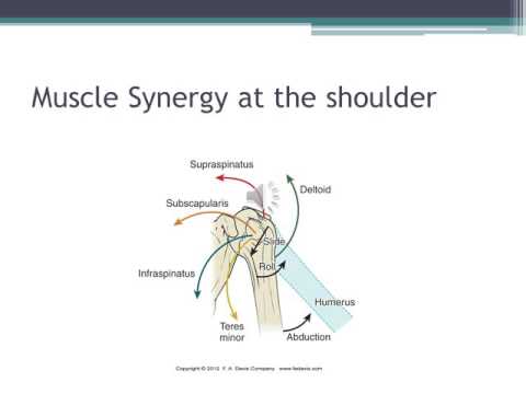 Shoulder Complex Biomechanics 3