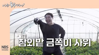 [나는농부다 304회] 참외밭 금쪽이 사위