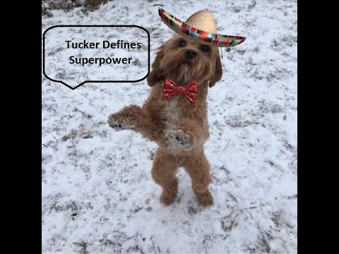 6-Wagishly Witty Words by Tucker the Dog-Surperpower #short