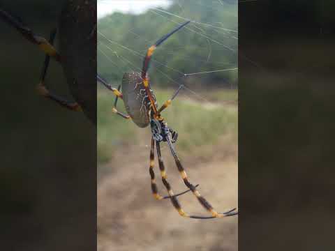 How do Spiders survive the Winter?