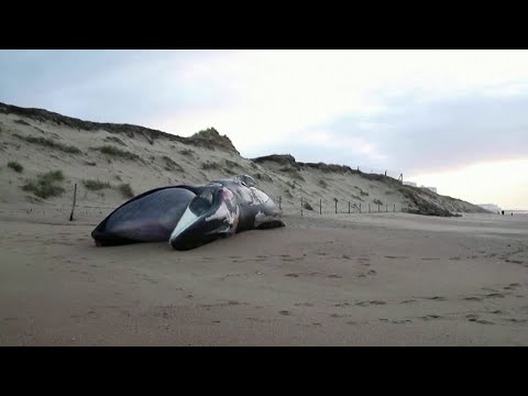 法國死亡鯨魚之謎重現 (Mystery surrounds France's dead whales)