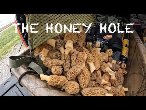 Morel Mushroom Hunting! 2024 Kentucky Day 2 (THE MOTHER LOAD)
